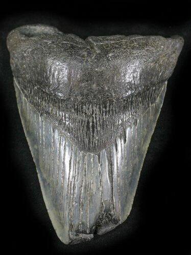 Bargain Megalodon Tooth - Feeding Damage #24445